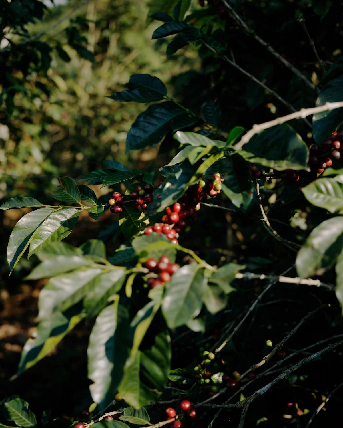 Ein Bild auf welchem man Kaffeekirschen an einer Kaffeepflanze hängen sieht.